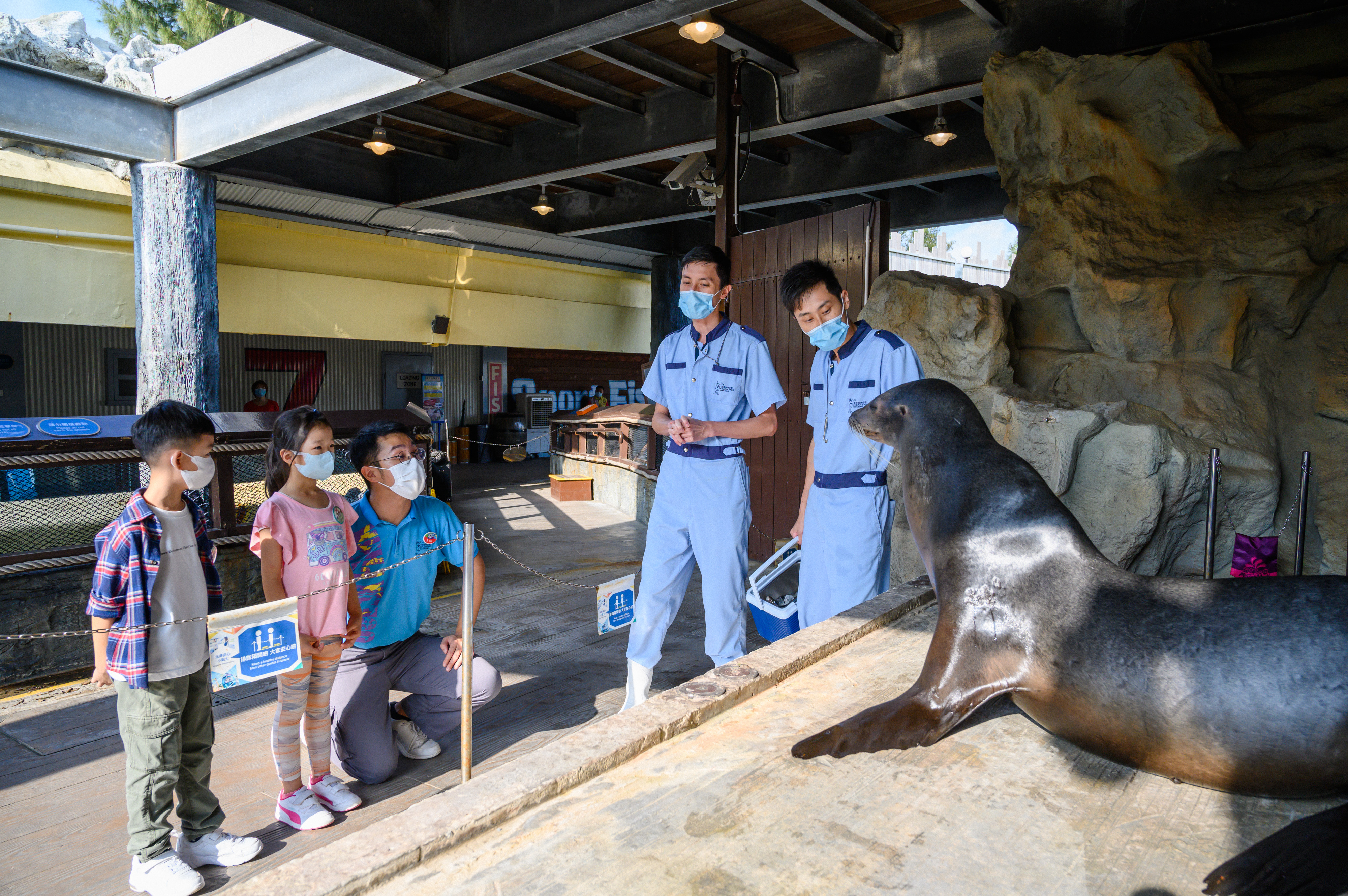 Join the educational demonstration of California sea lions